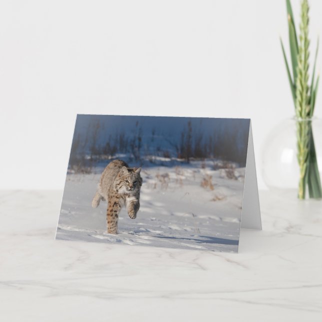 Bobcatspring i snö kort (Framsida)