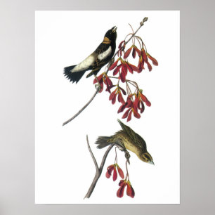 Bobolink av Audubon Poster