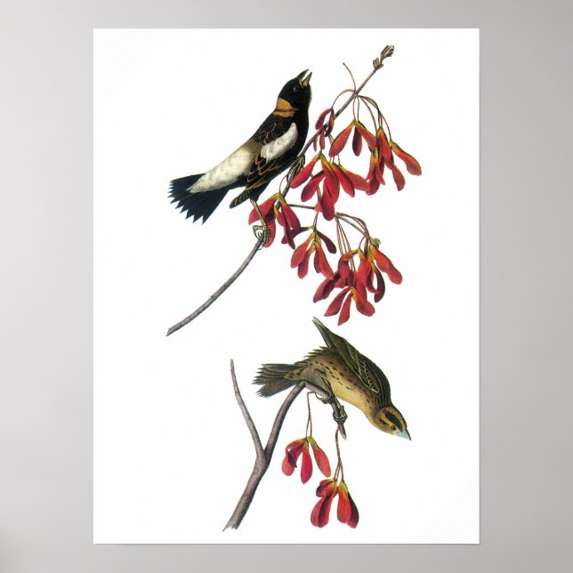 Bobolink av Audubon Poster (Framsidan)
