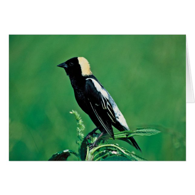 Bobolink Hälsningskort (Framsidan Horizontal)