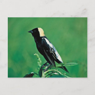 Bobolink Vykort