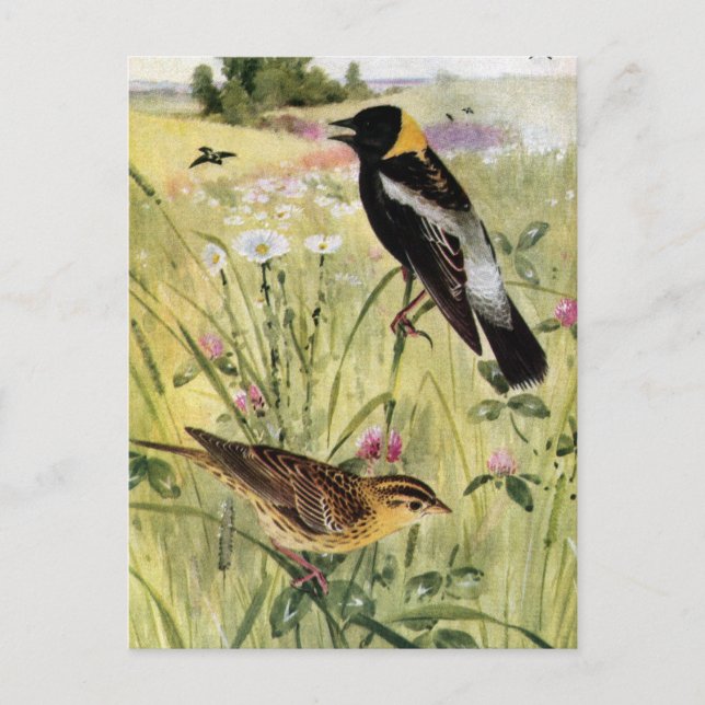 Bobolinks, Daisy och Rosa Klöver Vykort (Framsida)