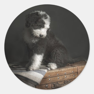 Bobtail puppy porträtt i studio runt klistermärke