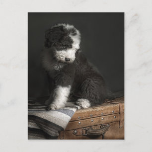 Bobtail puppy porträtt i studio vykort