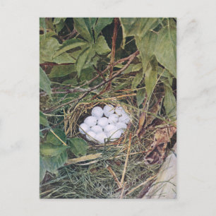 Bobwhite Nest Fullt of Eggs Vykort