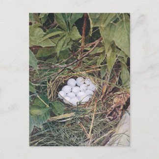 Bobwhite Nest Fullt of Eggs Vykort