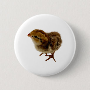 Bobwhite Quail-Chick Knapp