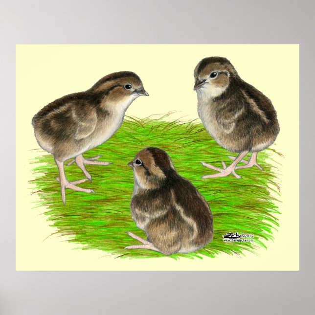 Bobwhite Quail-Chickar Poster (Framsidan)