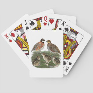 Bobwhite Quail-familjen Casinokort