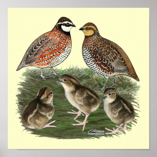 Bobwhite Quail Family Poster (Framsidan)