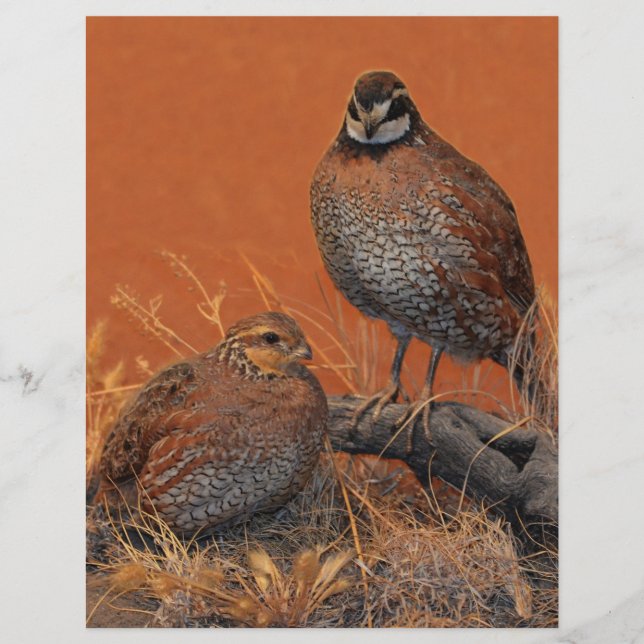 Bobwhite Quail (Georgia, Missouri och Tennessee) (Framsida)
