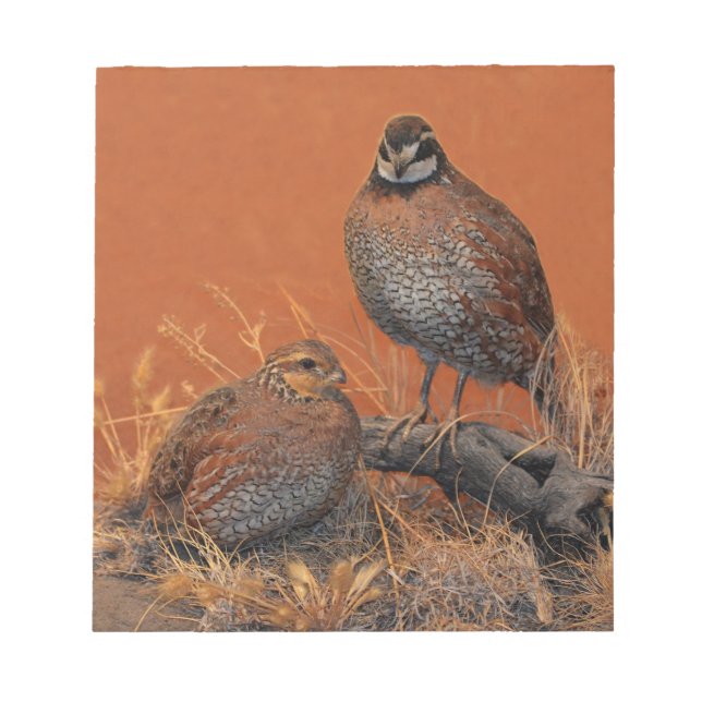 Bobwhite Quail (Georgia, Missouri och Tennessee) Anteckningsblock (Framsida)