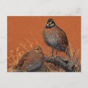 Bobwhite Quail (Georgia, Missouri och Tennessee) Vykort