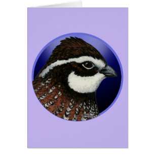 Bobwhite Quail Head Circle OBS Kort