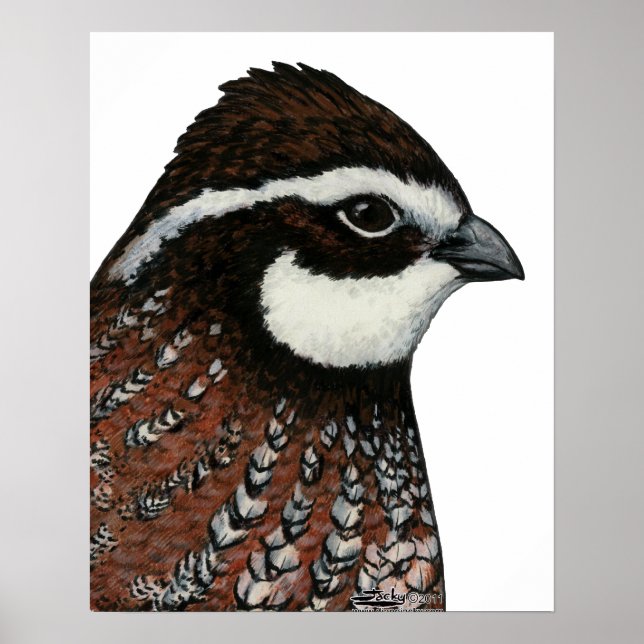 Bobwhite Quail Head Poster (Framsidan)