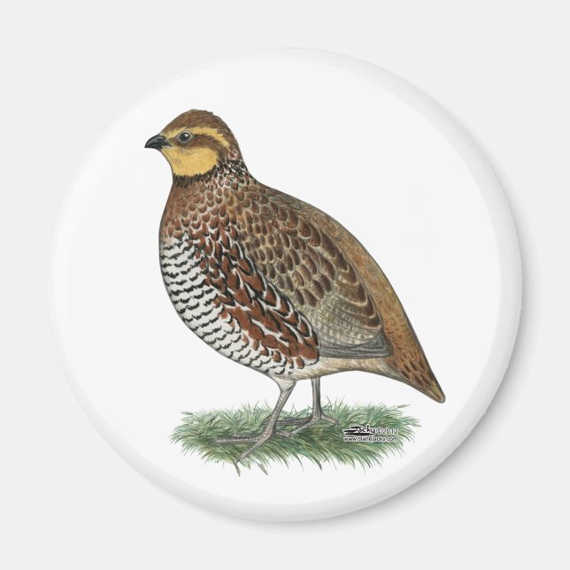 Bobwhite Quail Hen Magnet (Framsidan)