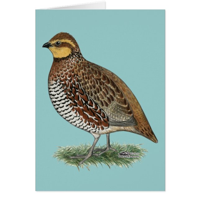 Bobwhite Quail Hen OBS Kort (Framsidan)