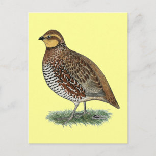 Bobwhite Quail Hen Vykort
