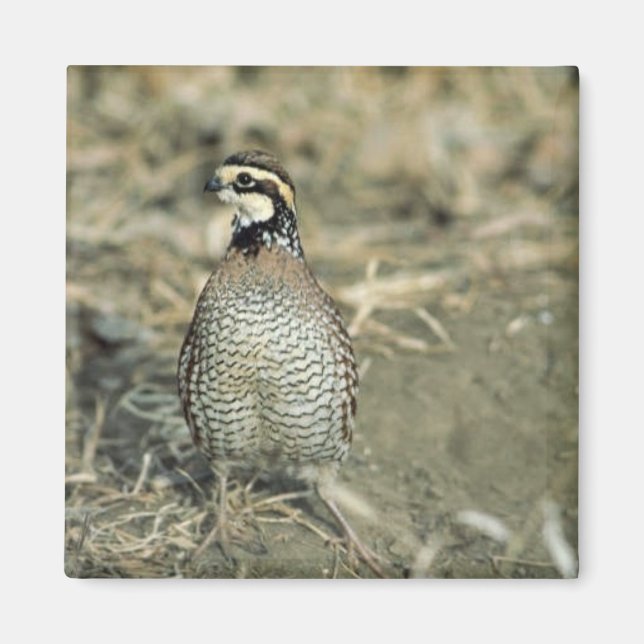 Bobwhite Quail Magnet (Framsidan)