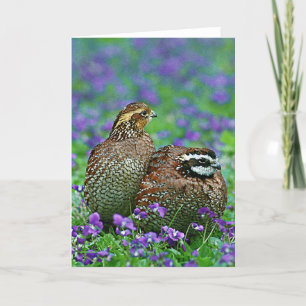 Bobwhite Quail Photograph Kort