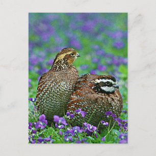Bobwhite Quail Photograph Vykort