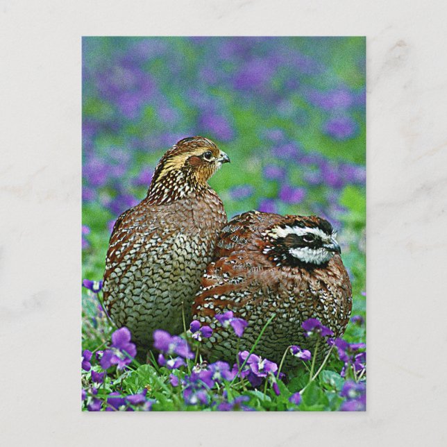 Bobwhite Quail Photograph Vykort (Framsida)