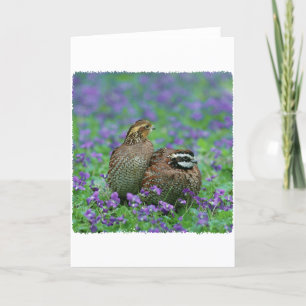 Bobwhite Quail Photography Kort