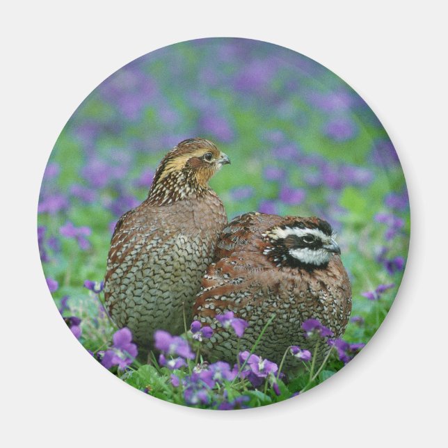 Bobwhite Quail Photography Magnet (Framsidan)
