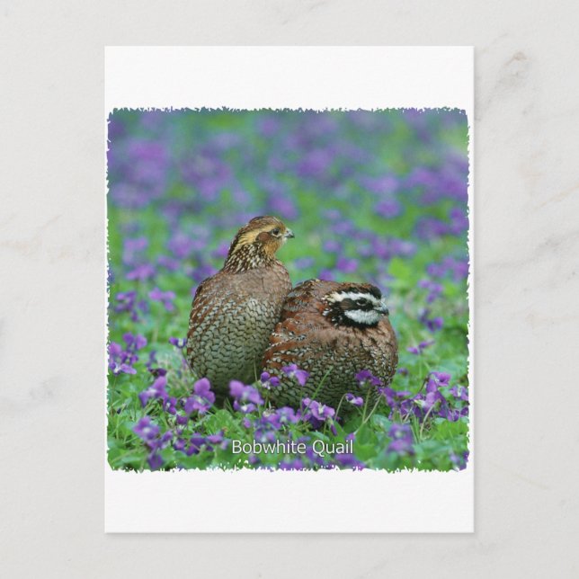 Bobwhite Quail Photography Vykort (Framsida)