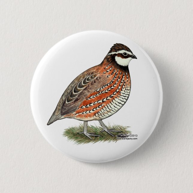 Bobwhite Quail Tupp Knapp (Framsida)
