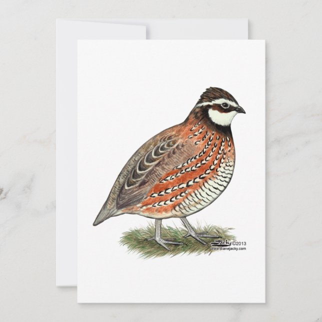Bobwhite Quail Tupp Kort (Framsida)