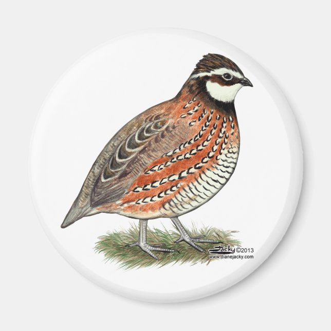 Bobwhite Quail Tupp Magnet (Framsidan)