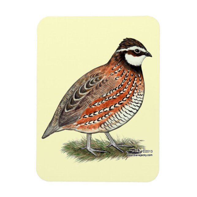 Bobwhite Quail Tupp Magnet (Vertikal)