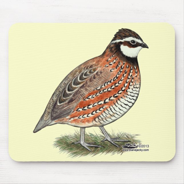 Bobwhite Quail Tupp Musmatta (Framsidan)
