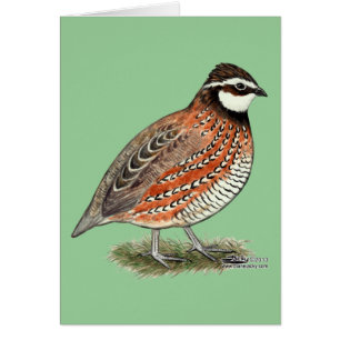 Bobwhite Quail Tupp OBS Kort