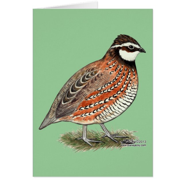 Bobwhite Quail Tupp OBS Kort (Framsidan)
