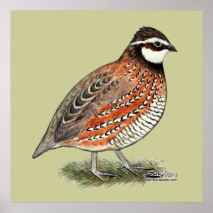 Bobwhite Quail Tupp Poster
