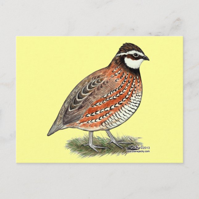 Bobwhite Quail Tupp Vykort (Framsida)