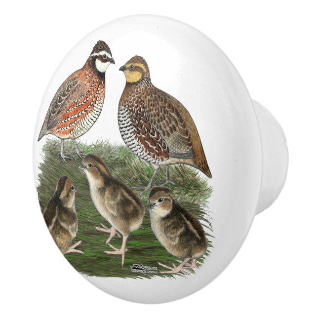 Bobwhite vaktelfamilj knopp (Höger)