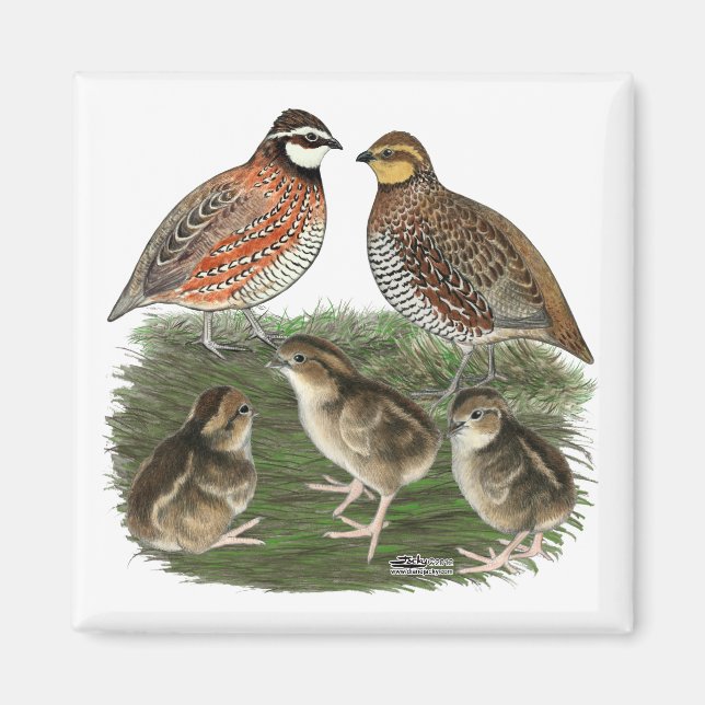 Bobwhite vaktelfamilj magnet (Framsidan)