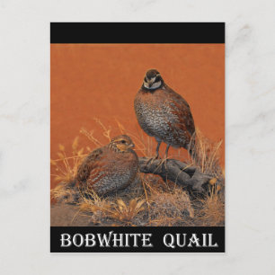 BobwhiteQuail (Georgia, Missouri och Tennessee) Vykort
