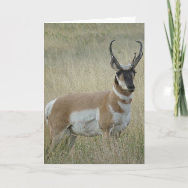 Bock för antilop för A9 Pronghorn stor Kort (Framsida)