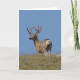 Bock för D9a-Mulehjort i sammet Kort