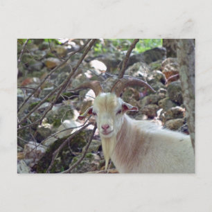 Bock Vykort