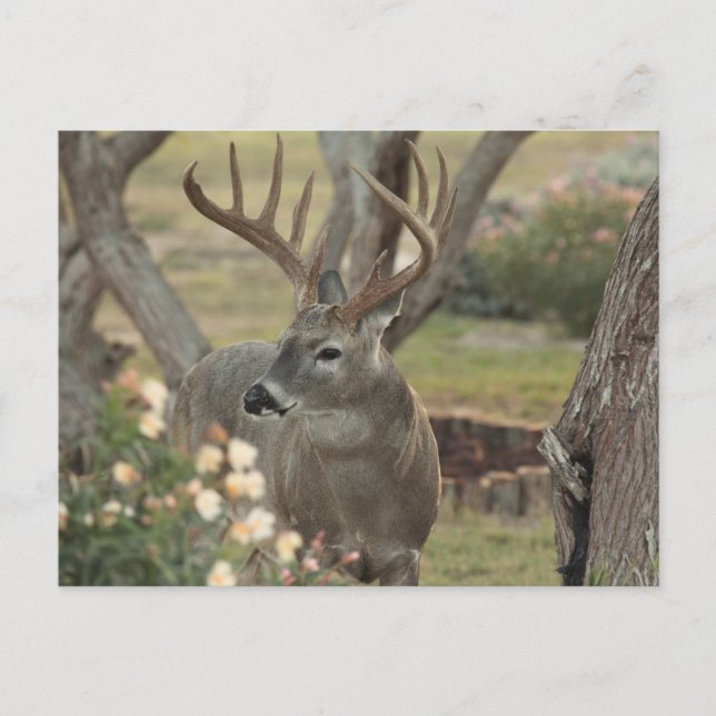 Bock Vykort (Framsida)