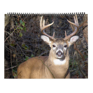 Bockar för Whitetailhjort Kalender