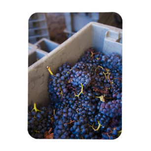 Bodega Marques de Riscal Vinery, druvor Magnet