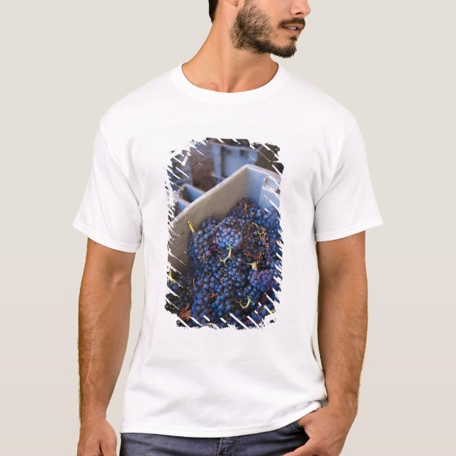 Bodega Marques de Riscal Vinery, druvor T Shirt (Framsida)