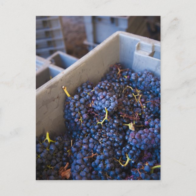 Bodega Marques de Riscal Vinery, druvor Vykort (Framsida)