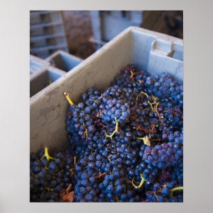 Bodega Marques de Riscal vinverk, druvor Poster